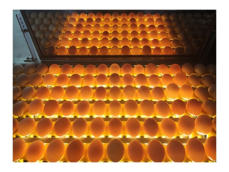 Машина для сортировки яиц 104B (10000 яиц/час)