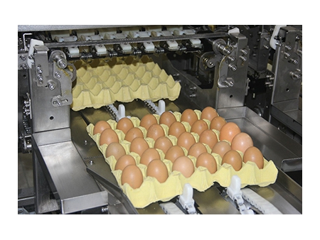 Машина для сортировки яиц 109 (30000 яиц/час)