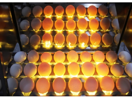 102BS Сортировочная машина для яиц (5400 яиц/час)