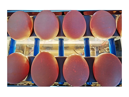 Машина для сортировки яиц 101A (4000 яиц/час)