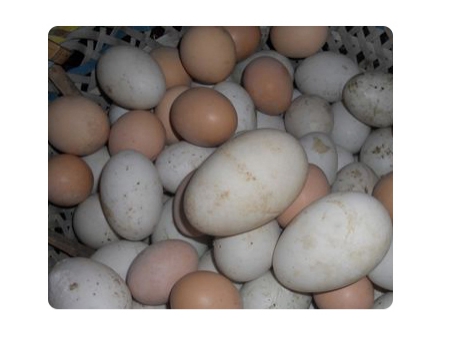 Яйцемоечная машина 200AS (2000 яиц/час)