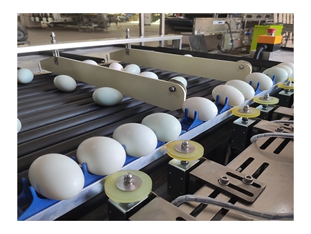 Линия для обработки утиных яиц с функциями промывки и сортировки в водяной ванне (10000 яиц/час)