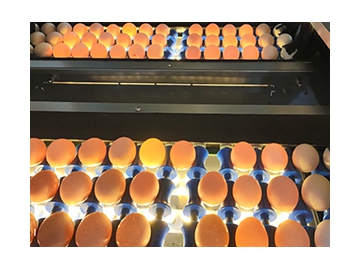 Линия для обработки яиц с очисткой, сортировкой и автоматической упаковкой (20000 яиц/час)